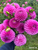 A bouquet of dahlia Tahoma April which is a purple ball dahlia.