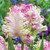 Cabanna Parrot Tulip - 10 Bulbs