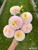 A bouquet of Camano Zoe at Muddy Acres Flower Farm.