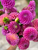 A bouquet of Dahlia Isabel.