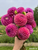 A bouquet of Dahlia Isabel against a cloudy blue sky.