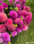 A harvest of Dahlia Isabel in a bucket at Muddy Acres Flower Farm.