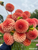 A bouquet of Dahlia Rose Toscano against a grey blue sky.