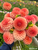 A bouquet of Dahlia Rose Toscano in the field at Muddy Acres Flower Farm