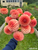Dahlia Rose Toscano at Muddy Acres Flower Farm.