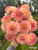 Up-close photo of dahlia Oreti Adele
