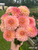 A bouquet of dahlia Oreti Adele at Muddy Acres Flower Farm.