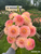 A bouquet of dahlia Oreti Adele at Muddy Acres Flower Farm