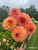 A bouquet of Dahlia Ferncliff Copper