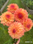 A bouquet of Dahlia Ferncliff Copper