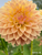 Up-close photograph of dahlia Hamilton Lillian