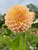 dahlia Hamilton Lillian against a grey sky at Muddy Acres Flower Farm