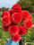 An armful of dahlia Valley Rust Bucket