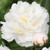 Peony Amalia Olson 