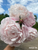 A bouquet of peony Nick Shaylor