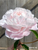 Peony Nick Shaylor against a wood backdrop.