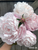 A bouquet of peony Nick Shaylor