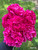 Peony Kansas - 3-5 Eye Bare Root