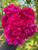Peony Kansas - 3-5 Eye Bare Root