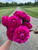 Peony Kansas - 3-5 Eye Bare Root