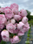 A large bouquet of peony Sarah Bernhardt against blue sky.