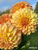 A handful of dahlia Bracken Sarah