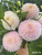 A bouquet of dahlia Pink Pearl