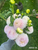 A bouquet of dahlia Pink Pearl