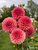 Dahlia Orange Globe