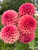 Bouquet of dahlia Orange Globe