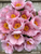 A large bouquet of peony Soft Salmon Saucer against a wood background.