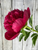 Peony Red Charm against a wood backdrop.