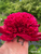 Side view of peony Red Charm