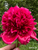 A single Red Charm peony.