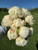 Bouquet of peony Colonel Owen Counsins