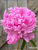 Peony Monsieur Jules Elie against a wood background.
