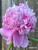 Peony Monsieur Jules Elie against a wood background.