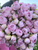 An armload of peony Alertie.