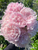A bouquet of peony Alertie fully open.