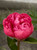 Peony Lorelei | 3-5 Eye Bare Root