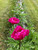 Peony Karl Rosenfield growing in the field.
