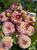 A bouquet of dahlia Alpen Sundown at Muddy Acres Flower Farm