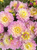 A bouquet of dahlia Alpen Sundown at Muddy Acres Flower Farm