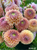 A bouquet of Dahlia Valley Tawny