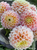 A bouquet of Dahlia Sugartown Sunrise up close.