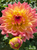 Dahlia Bubbling Over up close