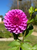 Dahlia Unknown Name - Lilac
