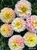 Dahlia French Doll