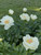 Peony Sunny Girl | 3-5 Eye Bare Root