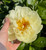 Peony Sunny Girl | 3-5 Eye Bare Root